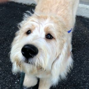 Meet your Posher, Ella